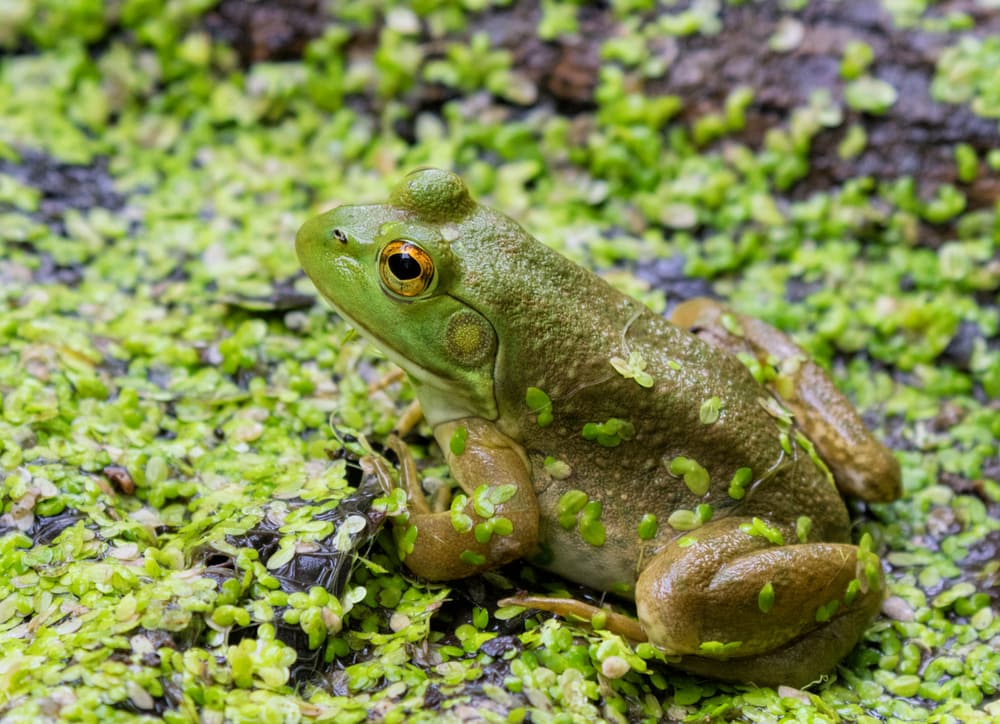 Bullfrog (Lithobates catesbeianus) sitting on green peas