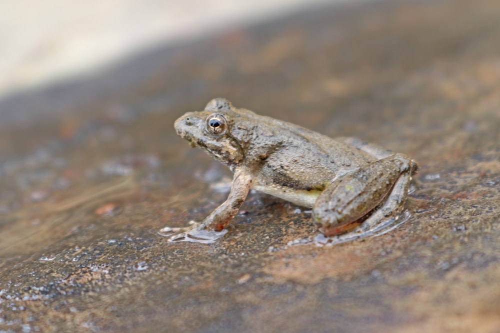 Blanchard’s Cricket Frog (Acris blanchardi) sitting on top of a stone with running water