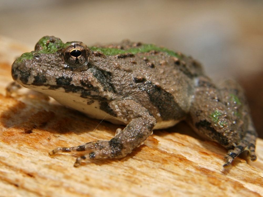 Blanchard’s Cricket Frog (Acris blanchardi) sitting on a yellow wood