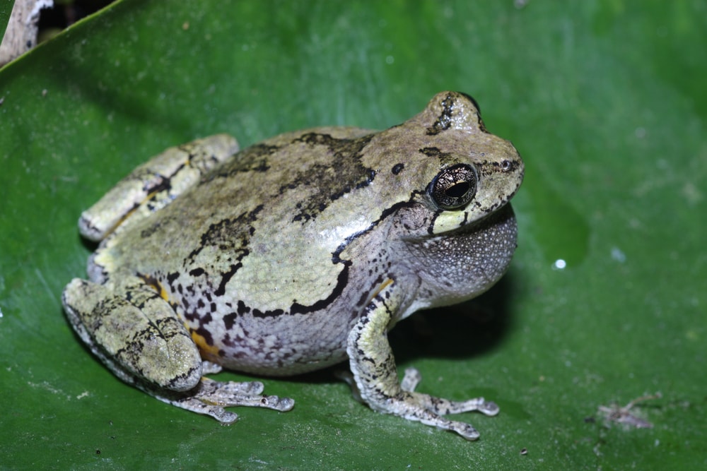 Eastern Grey Tree Frog (Hyla versicolor) sitting on a green leaf