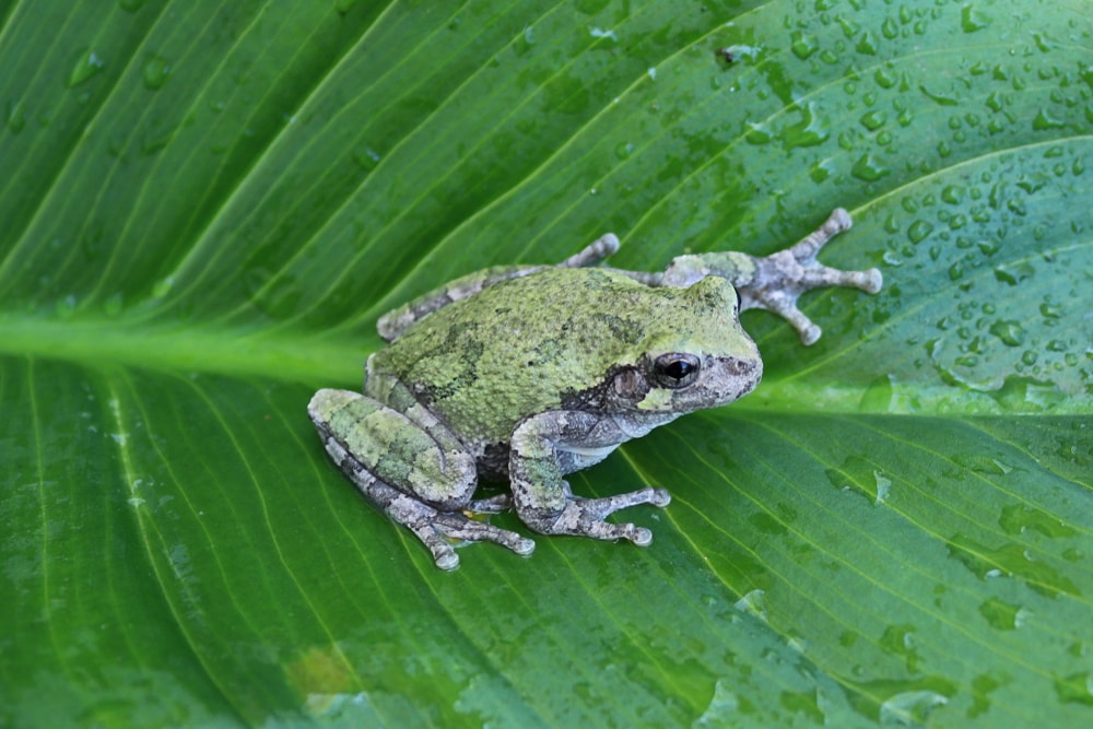 Eastern Grey Tree Frog (Hyla versicolor) sitting on a green striped leaf