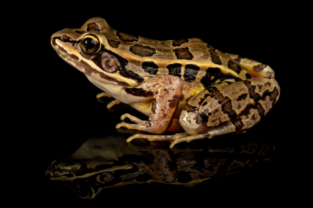 Pickerel Frog (Lithobates palustris) on black background