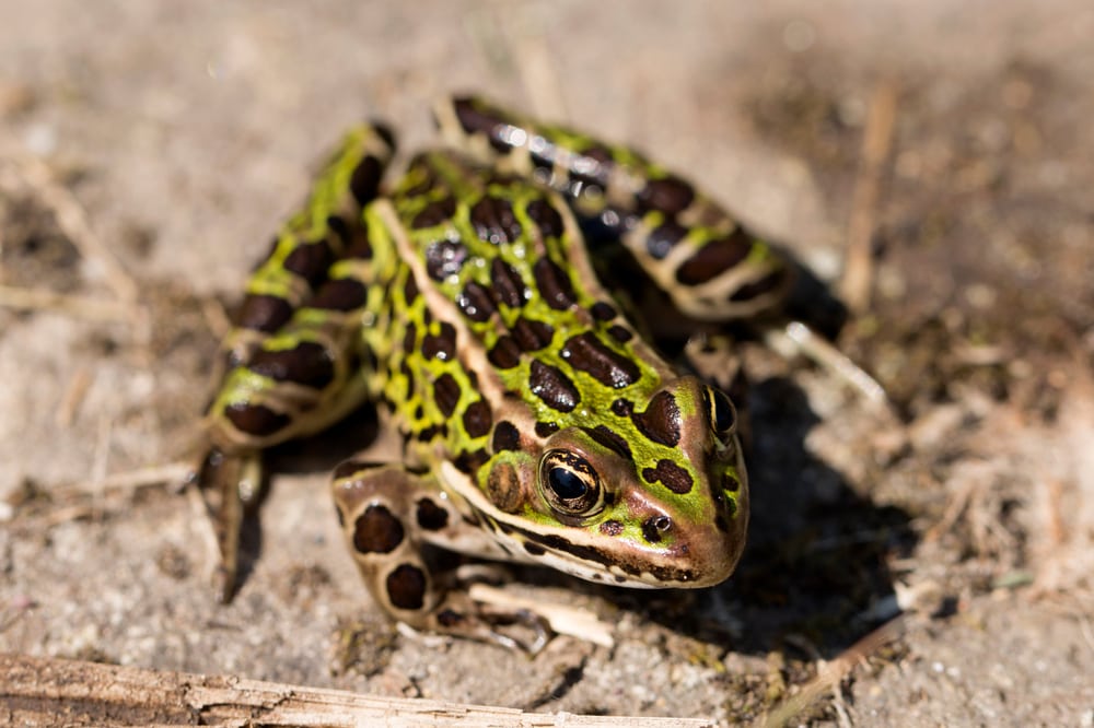 Northern Leopard Frog (Lithobates pipiens) laying on a soil