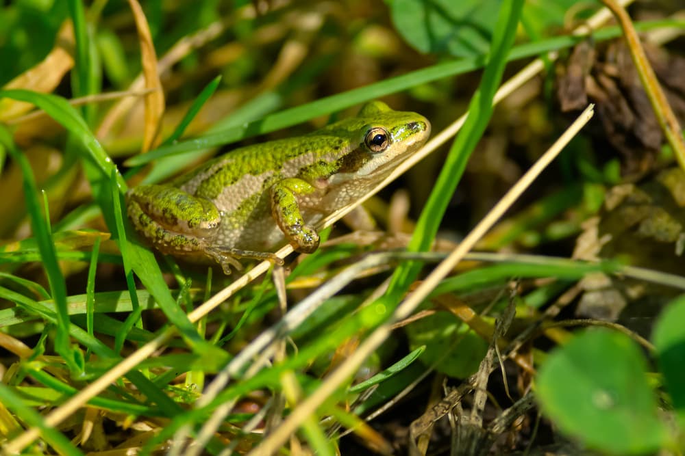 Boreal Chorus Frog (Pseudacris maculata) hiding on a long grass