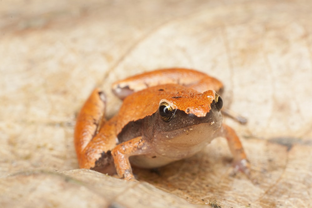 Western Chorus Frog (Pseudacris triseriata) standing on a dry leaves