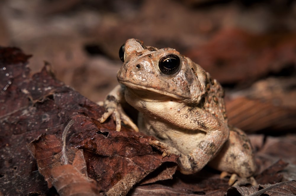 Fowler’s Toad (Anaxyrus fowleri) standing and holding on a tree