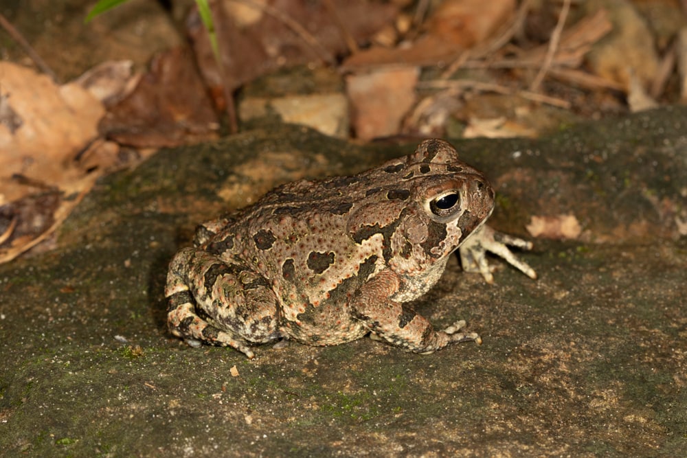 Fowler’s Toad (Anaxyrus fowleri) standing on a stone