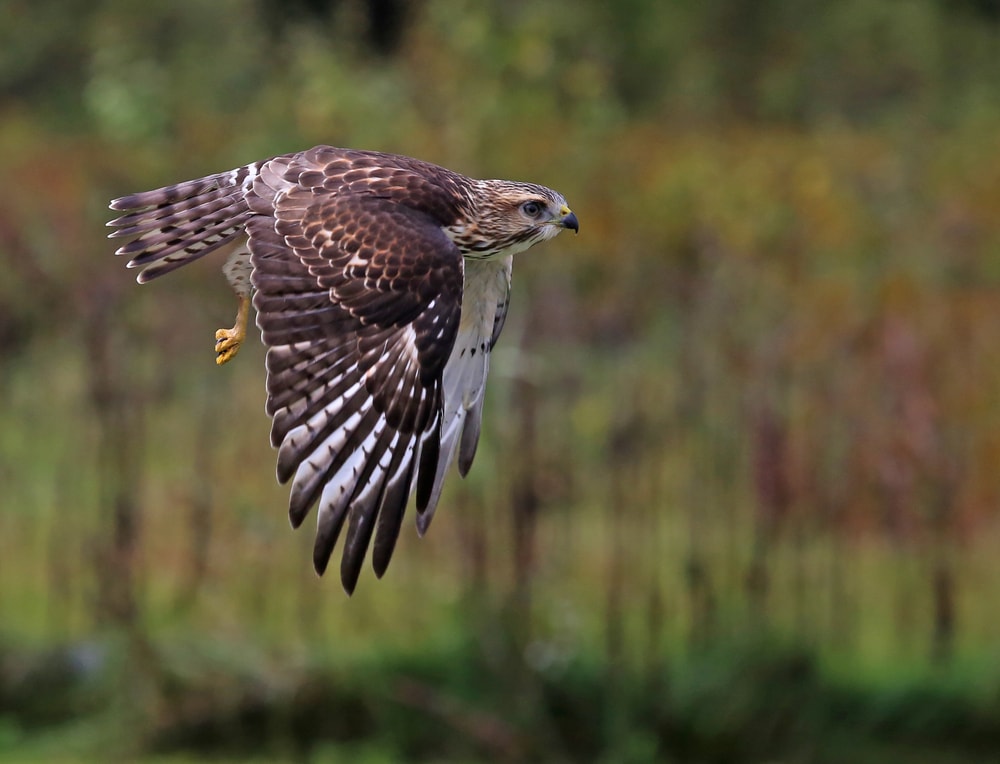 Focused shot of Broad-Winged Hawk (Buteo platypterus) flying