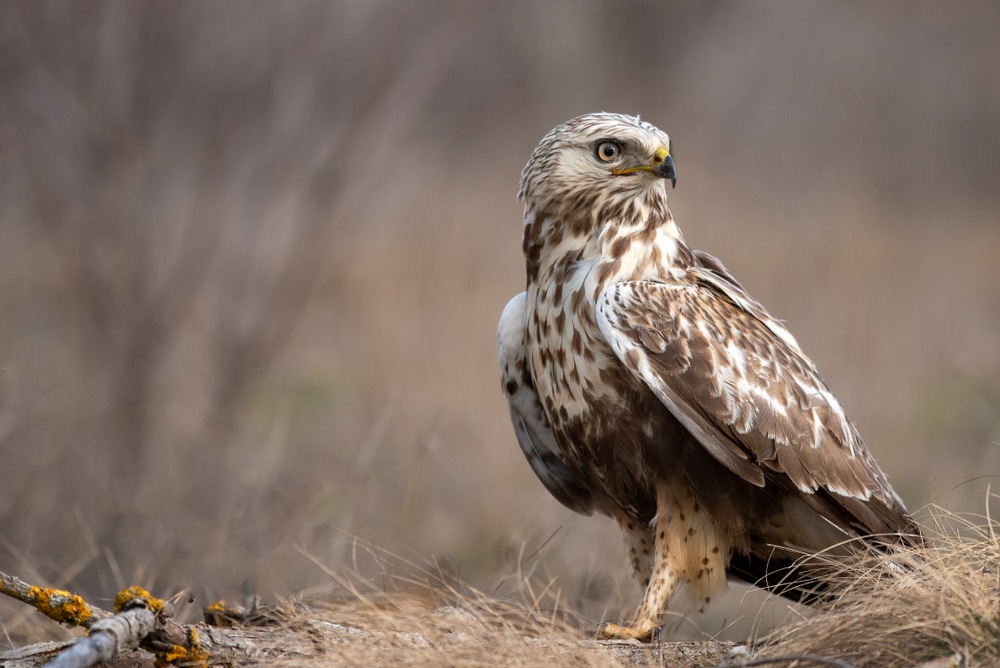 Rough-Legged Hawk (Buteo lagopus) looking at the right