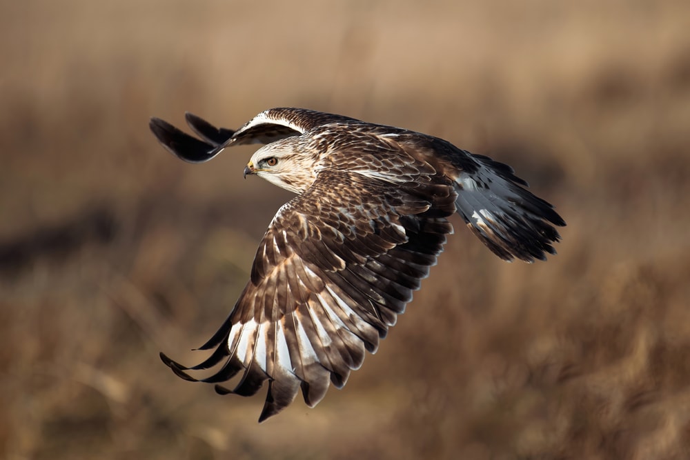 Rough-Legged Hawk (Buteo lagopus) flying on the fields