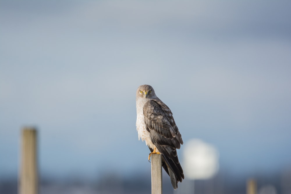Northern Harrier (Circus hudsonius) standing on a wood