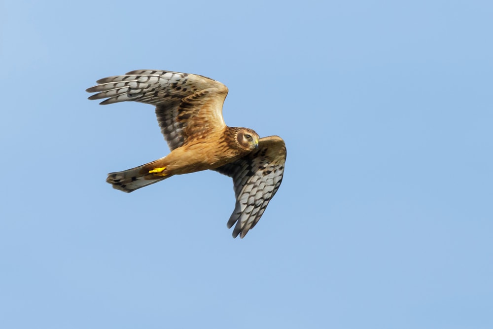 Northern Harrier (Circus hudsonius) flying in the blue sky