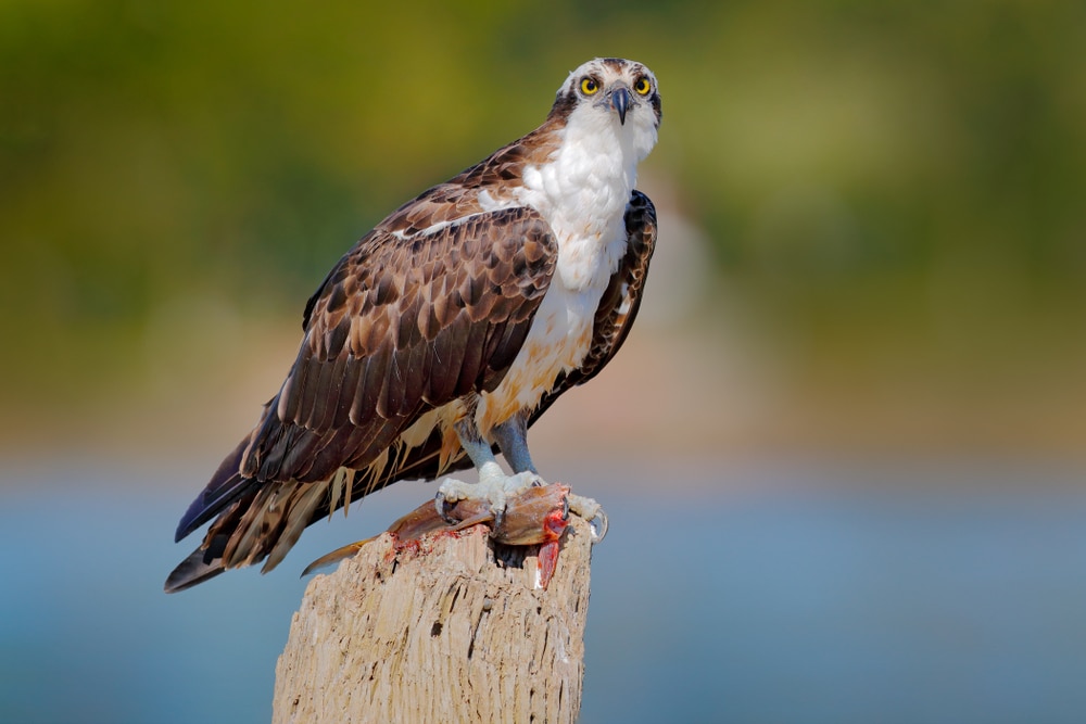 Osprey (Pandion haliaetus) standing on a wood