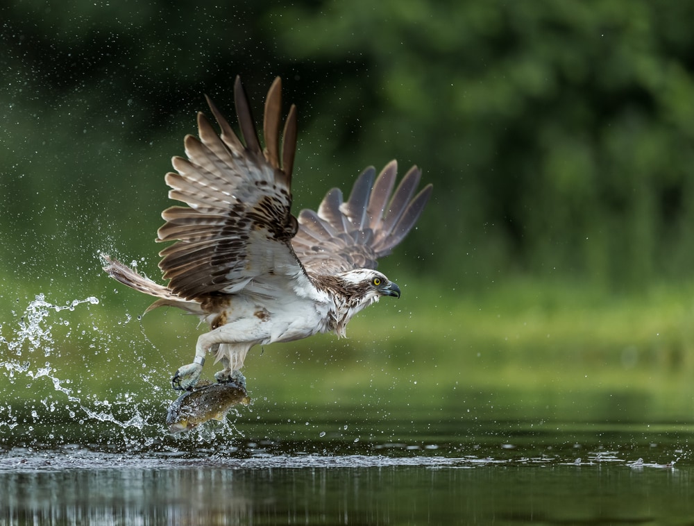 Osprey (Pandion haliaetus) landing on water