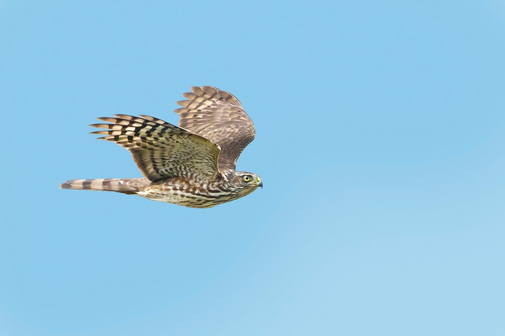 Sharp-Shinned Hawk (Accipiter striatus) flying on clear blue sky