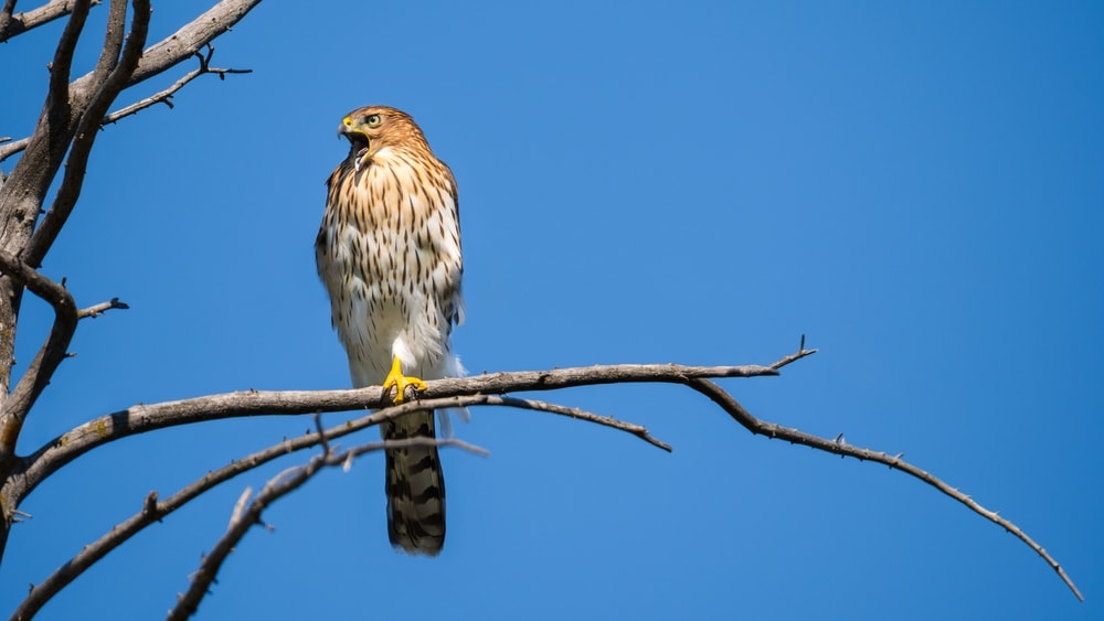 Cooper’s Hawk (Accipiter cooperii) standing on a tree