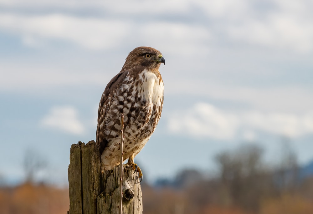 Red-Tailed Hawk (Buteo jamaicensis) standing on a dry wood