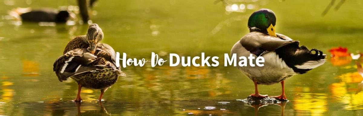 How do ducks mate featured image