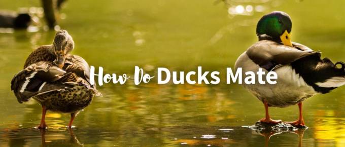 How do ducks mate featured image