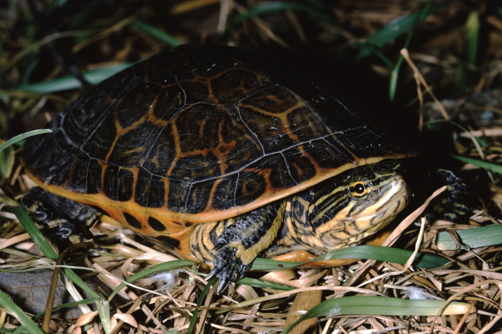 Chicken Turtle (Deirochelys Reticularia) laying on a ground