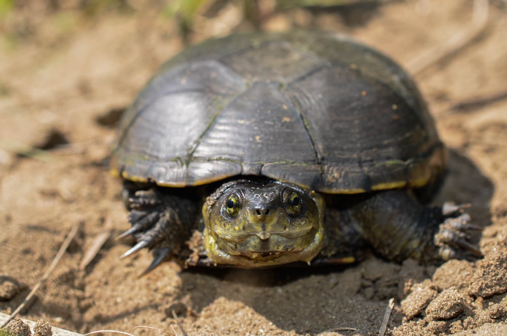 Yellow Mud Turtle (Kinosternon Flavescens Flavescens) looking at the camera