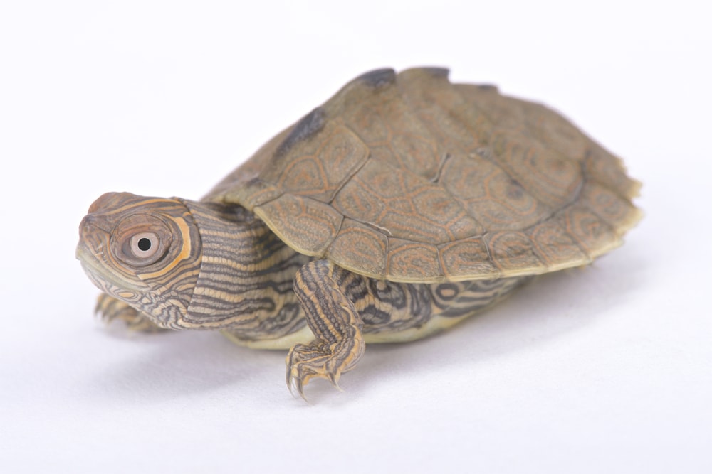 Mississippi Map Turtle (Graptemys Pseudogeographica Kohnii) sitting on white floor