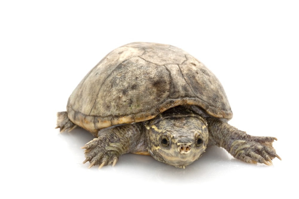 Common Musk Turtle (Sternotherus odoratus) on white background