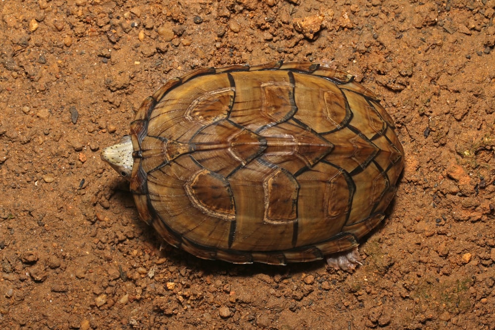 Razor-backed Musk Turtle (stretherrous carnations) laying on brown soil