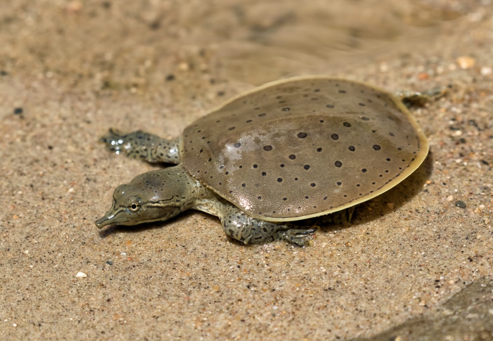 The Spiny Softshell Turtles (Apolaone Spenfera) laying on the ground