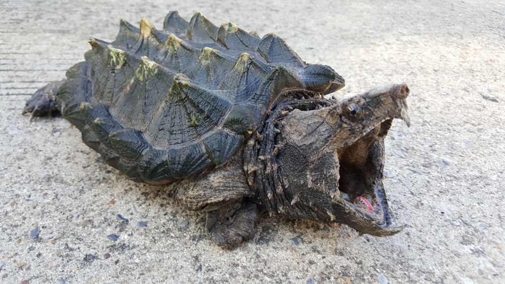 Alligator Snapping Turtle (Macroclemys Temmincki) showing its fang