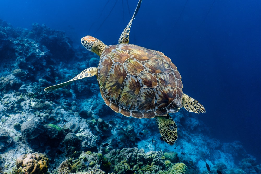 Green Sea Turtle (Chelonia Mydas) swimming above coral