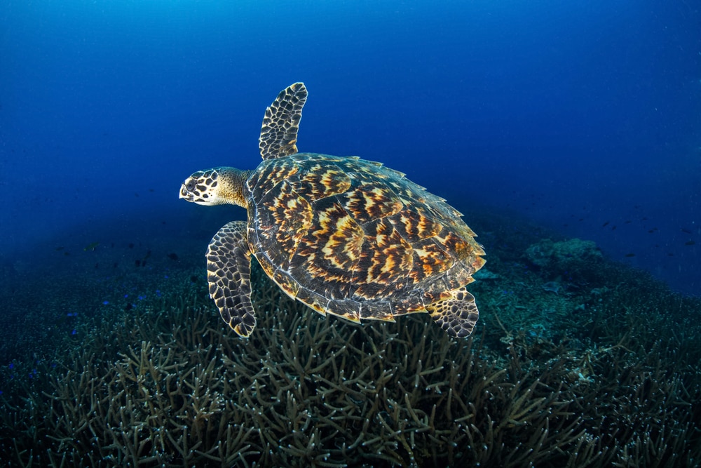 Hawksbill Sea turtle (Eretmochelys Imbricata) swimming in the middle of the ocean