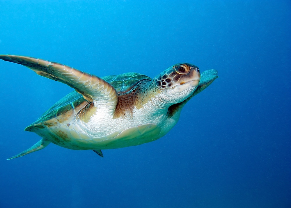 Loggerhead Sea Turtle (Caretta caretta) swimming in the ocean