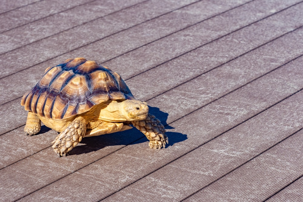 Turtle walking through daylight