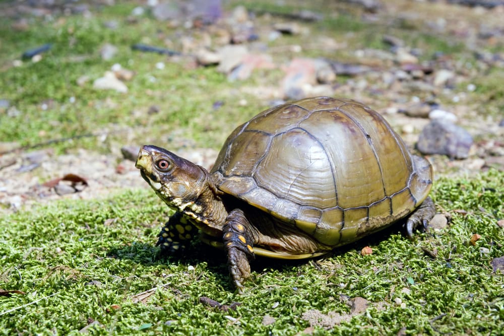 Three-Toed Box Turtle (Terrapene Carolina Triunguis) walking on a grass