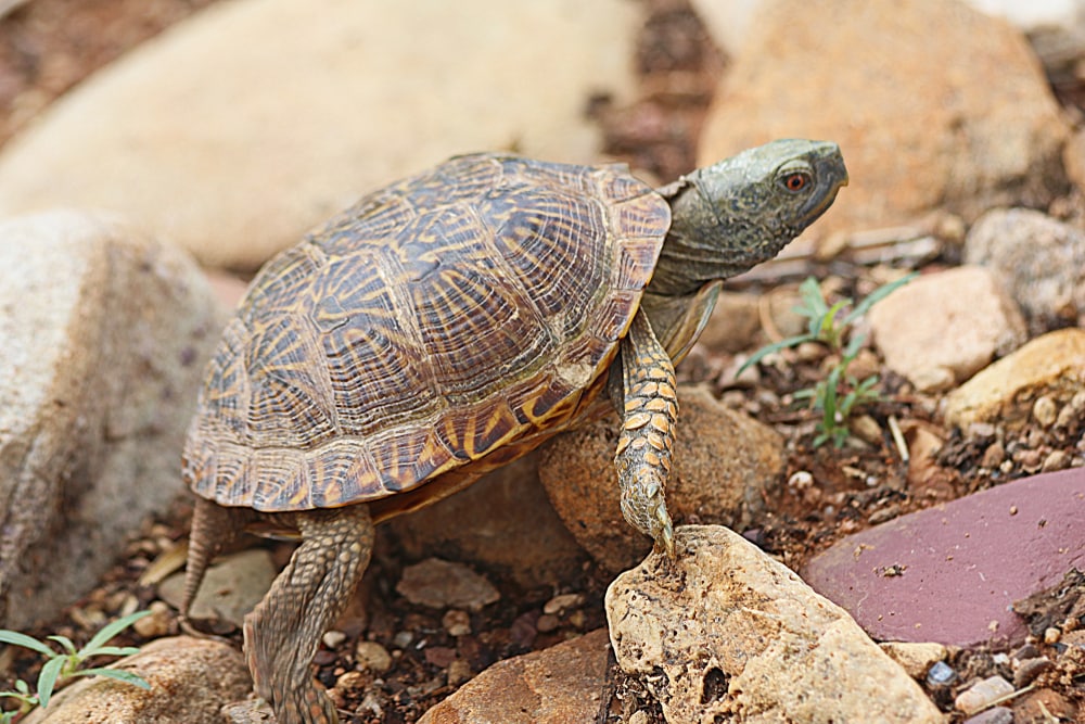 Desert Box Turtle (Terrapene Ornata Luteola) standing on a stone