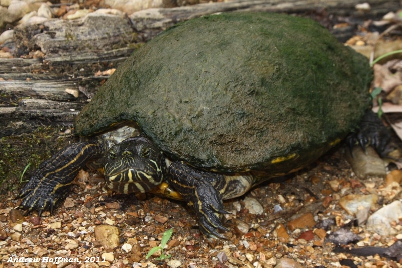 Missouri River Cooter (Pseudemys Concinna Metteri) with moss on its back