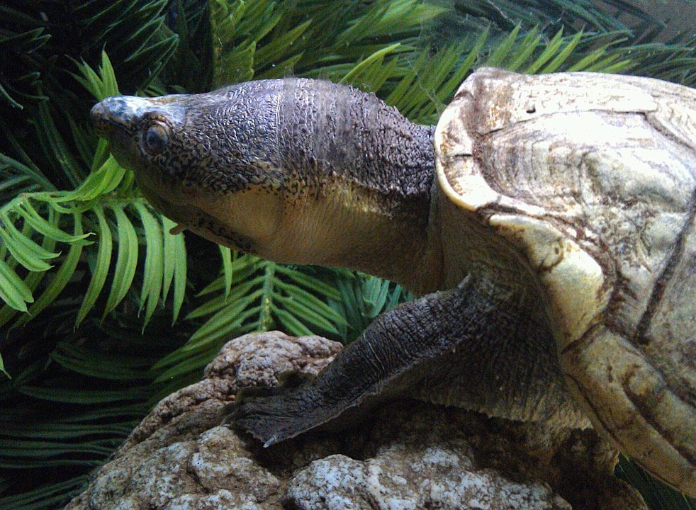 Rough-Footed Mud Turtle (Kinosternon Hirtipes) standing on a stone