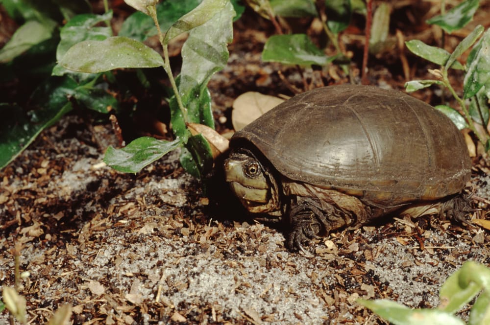 Eastern Mud Turtle (Kinosternon Subrubrum) walking on sands