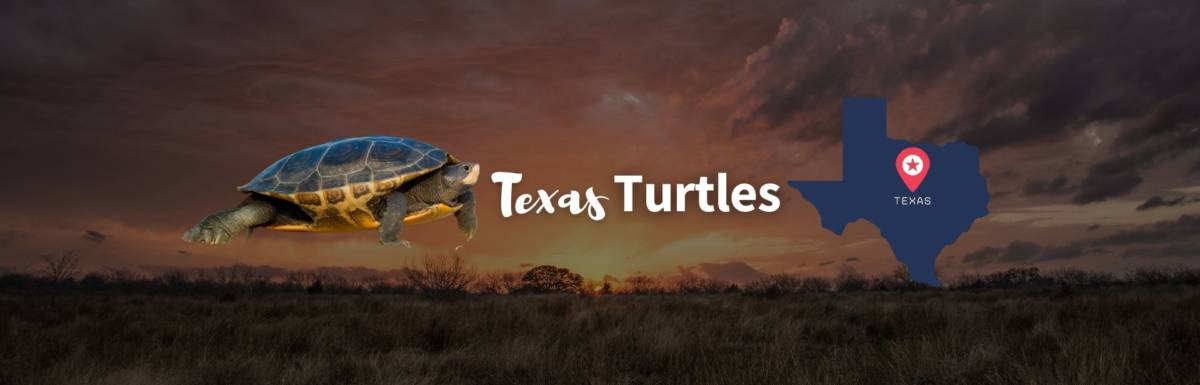 Texas Turtles featured image