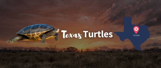 Texas Turtles featured image