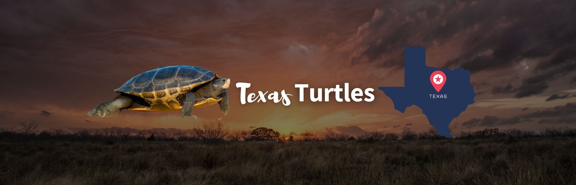 All The 26 Types of Texas Turtles (ID Guide and Photos)