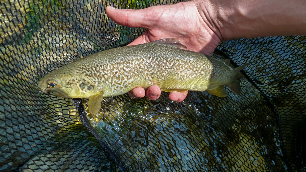 Marble Trout (Salmo marmoratus) caught in a net