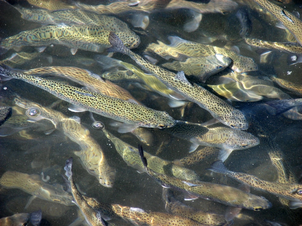 Population of trout in the lake