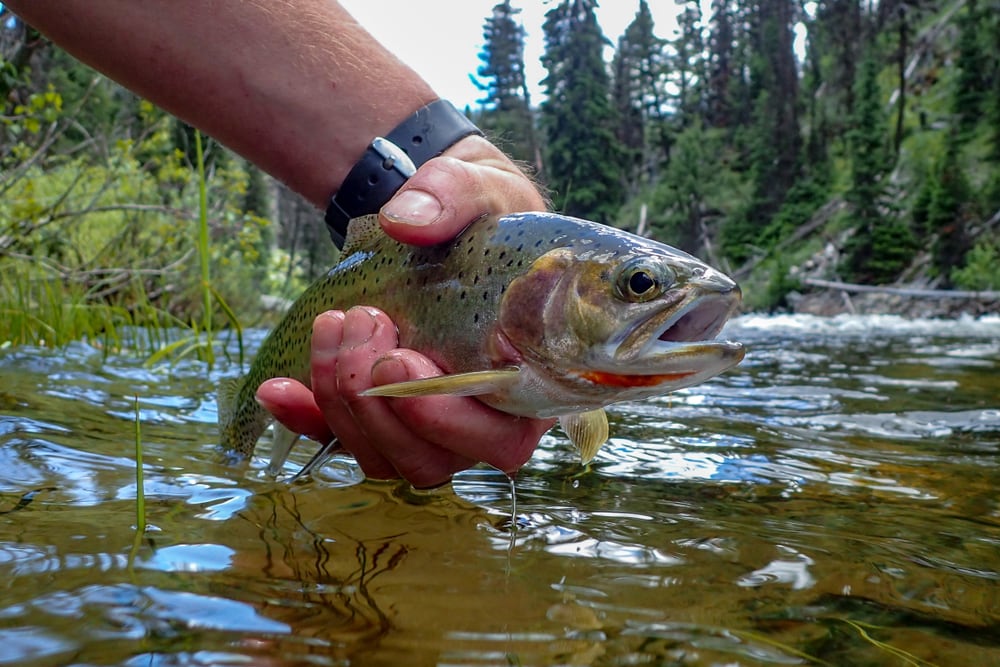 Cutthroat Trout (Oncorhynchus clarkii) pulled out by a man