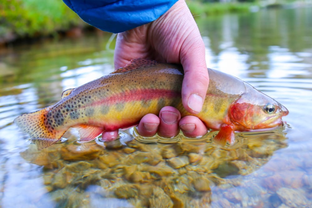 Golden Trout (Oncorhynchus aguabonita) pulled by a man