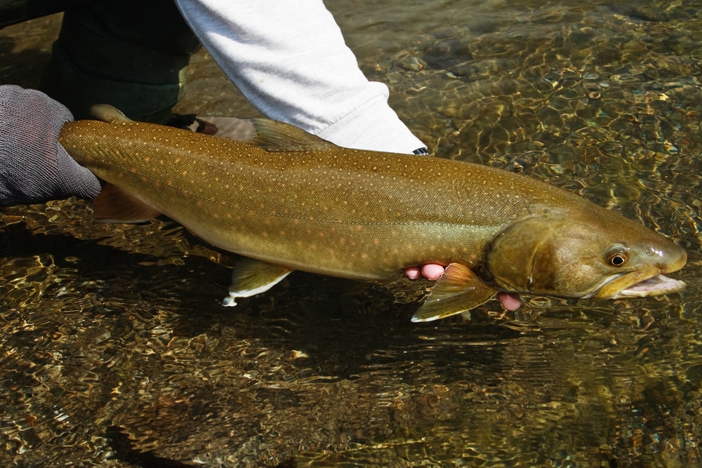 Bull Trout (Salvelinus confluentus) holding out of the lake