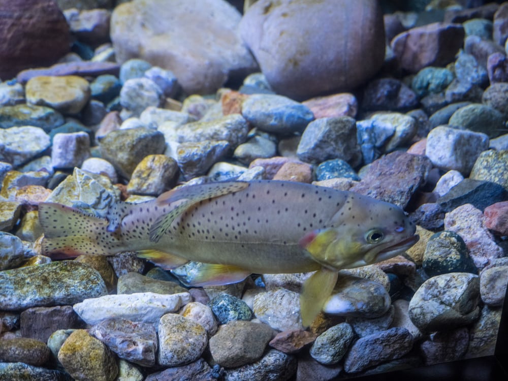 Apache Trout (Oncorhynchus apache) swimming on the stone