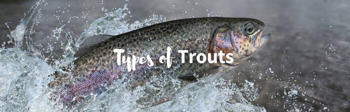 Types of trout featured image