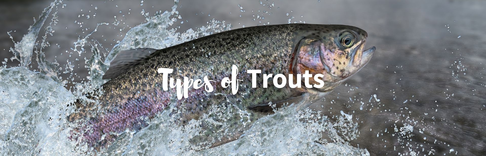 Types of Trout: All About Trout and Their Management